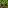 slashAcorn