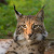 Lynx_6064878