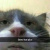 고양이_cat5906