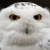 Snowy owl king