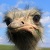 Ostrich