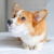 CorgisAreBest_8797