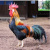 Rooster_Boy