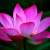 Lotus_580