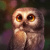 FluffyLittleOwl_9789