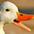 Duck3453_3823